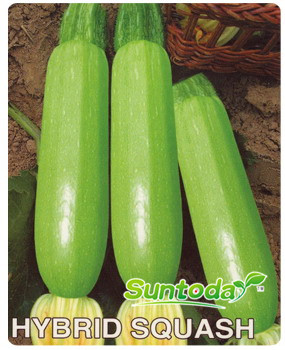 <b>Suntoday squash seeds(17002)</b>