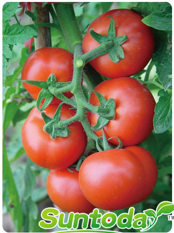 Suntoday determinate planting tomato seeds(22001)