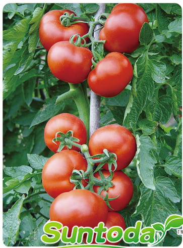 Determinate big red toamto seeds(22003)