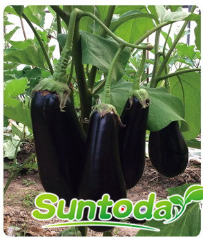 Suntoday black long shape eggplant seeds(23003)