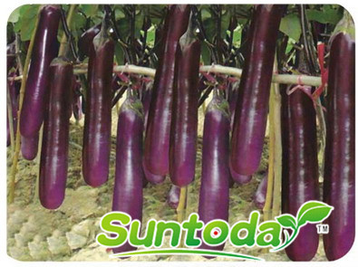 Suntoday purple long shape,purple sepal eggplant seeds(23005