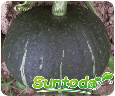 Suntoday flat round shape dark green pumpkin seeds(15002)