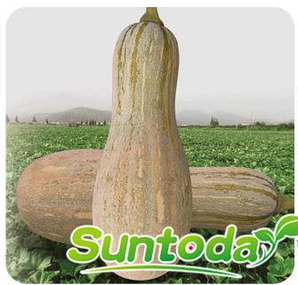 Suntoday 4-6kg tolerant to heat and damp virus pumpkin seeds