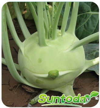 Suntoday tolerant to heat and cold kohlrabi seeds(31006)