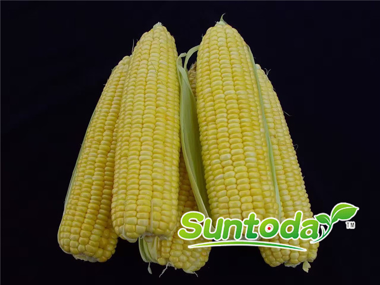 <b>Suntoday sweet corn seeds (61001)</b>