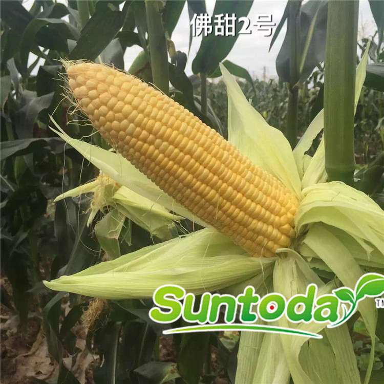 Suntoday sweet corn seeds (61002)