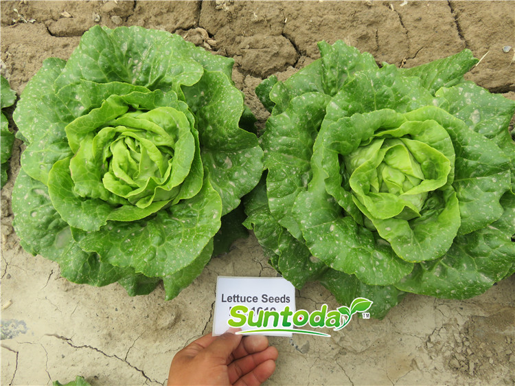 Suntoday lettuce F1 seeds(32004)