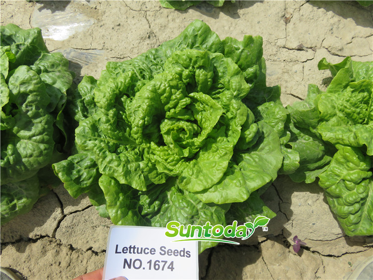 Suntoday top lettuce seeds F1(32005)