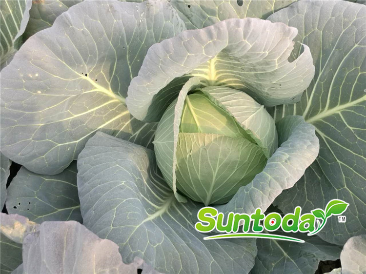 Suntoday cabbage seeds(31005)