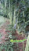 <b>Suntoday long yard cowpea bean seeds(41002)</b>