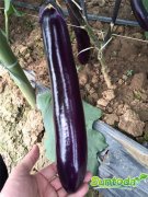 Suntoday long eggplant seeds(23005)