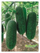 <b>Suntoday chieh-qua seeds(19005)</b>