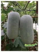 <b>Suntoday Wax gourd seeds(19007)</b>