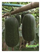 <b>Suntoday wax gourd seeds(19008)</b>