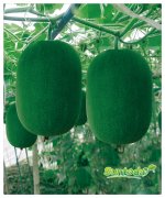 <b>Suntoday wax gourd seeds(19009)</b>