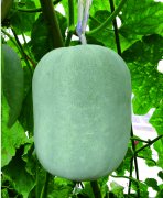 <b>Suntoday wax gourd seeds(19011)</b>