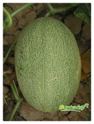 Suntoday hami melon seeds(18003)