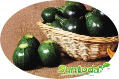 <b>Suntoday black squash seeds(17005)</b>