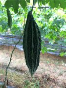 Suntoday india bitter gourd seeds(12001)