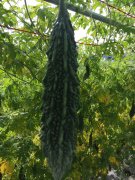 Suntoday bitter gourd seeds(12002)