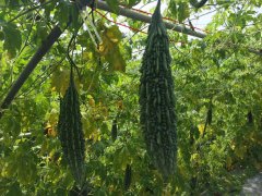 Suntoday bitter gourd seeds f1 hybrid seeds(12003)