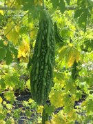 <b>Suntoday bitter melon F1 seeds(21004)</b>