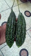 Suntoday pakistan indian bitter gourd seeds(12005)