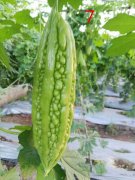 <b>Suntoday green bitter melon seeds(12007)</b>