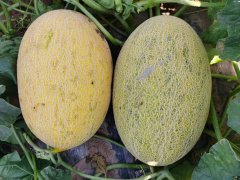 Suntoday melon seeds 18026