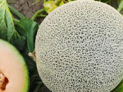 Suntoday melon seeds 18027