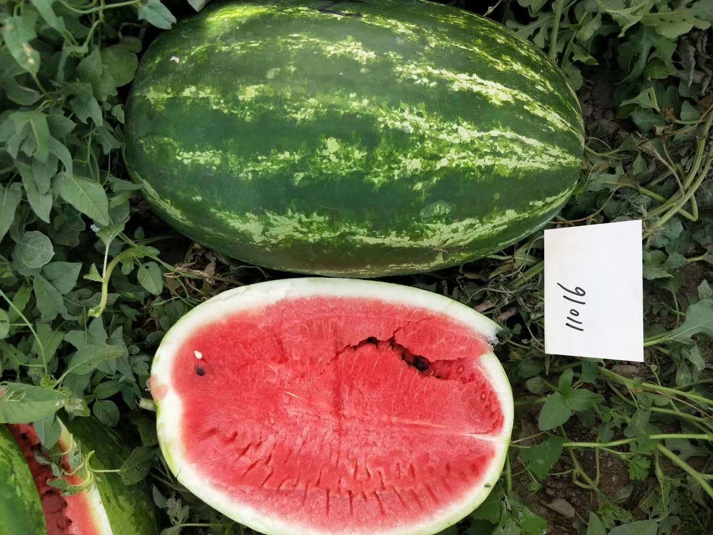 Suntoday watermelon seeds 11016