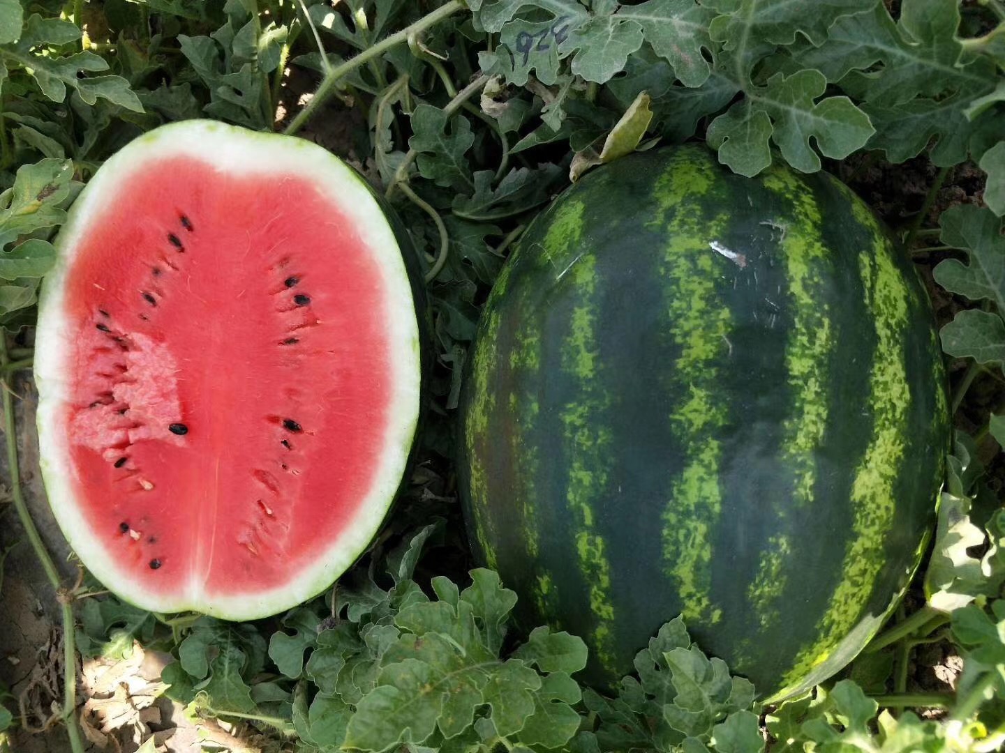 Suntoday Watermelon seeds 11007