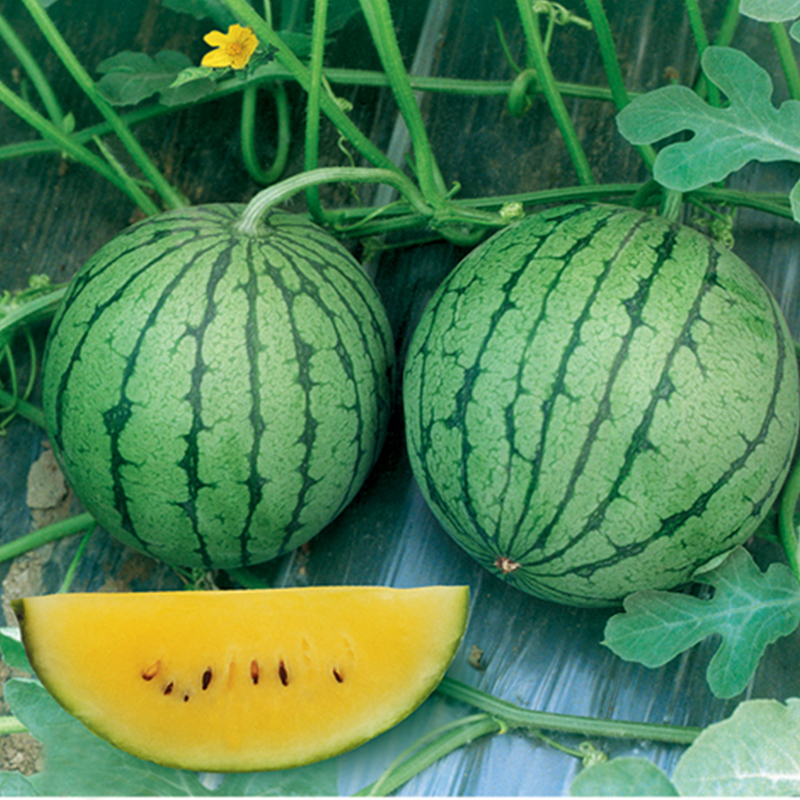 Suntoday small mini yellow Watermelon seeds 11020