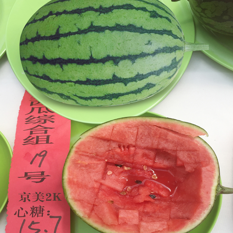 Suntoday mini watermelon seeds 11021