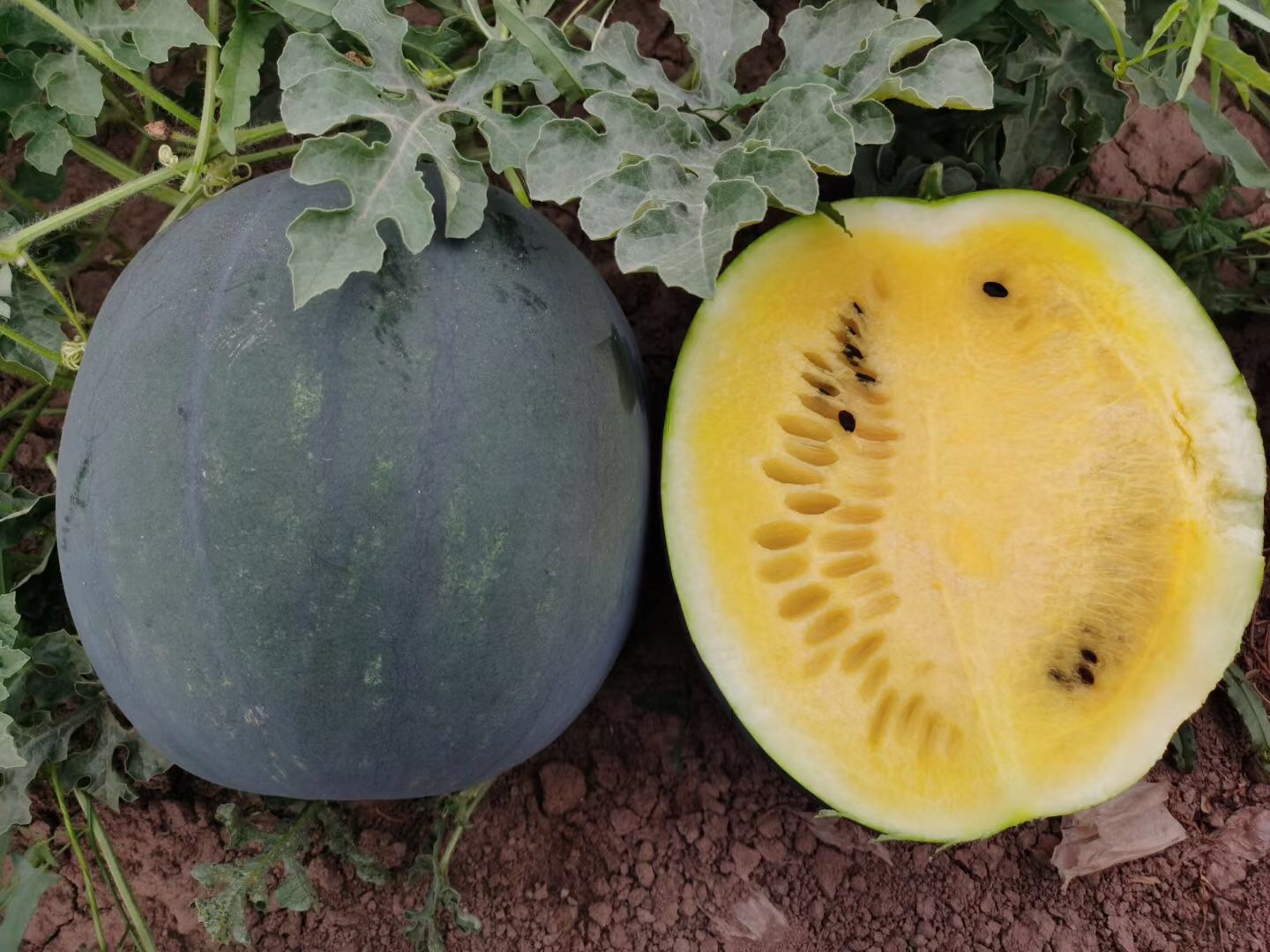 Suntoday round black yellow flesh watermelon seeds(11062)