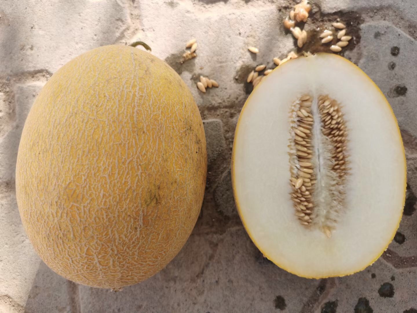 Suntoday 60-65days melon seeds(18030)