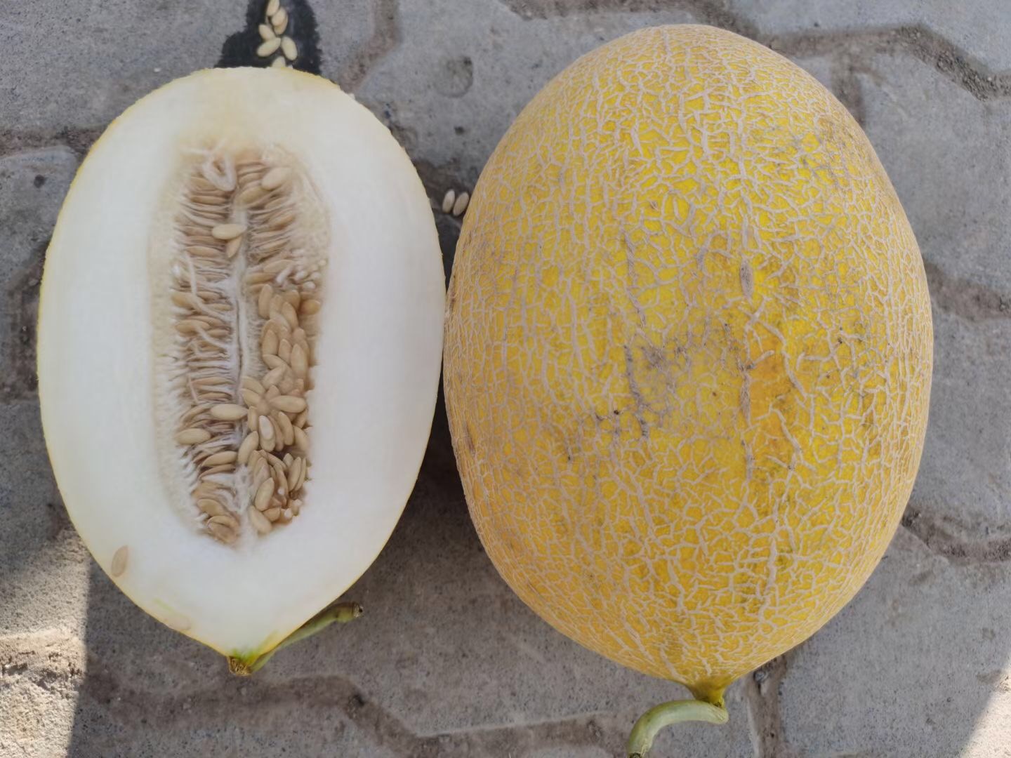 Suntoday 60-65days melon seeds(18031)