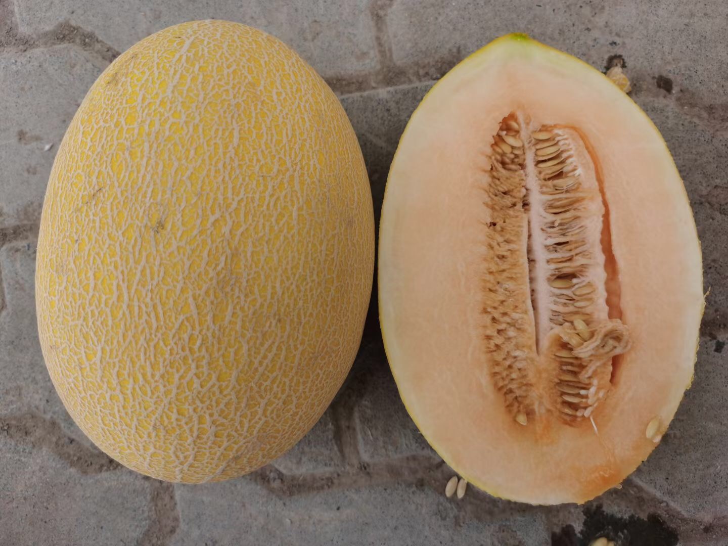 Suntoday 60-65days melon seeds(18032)