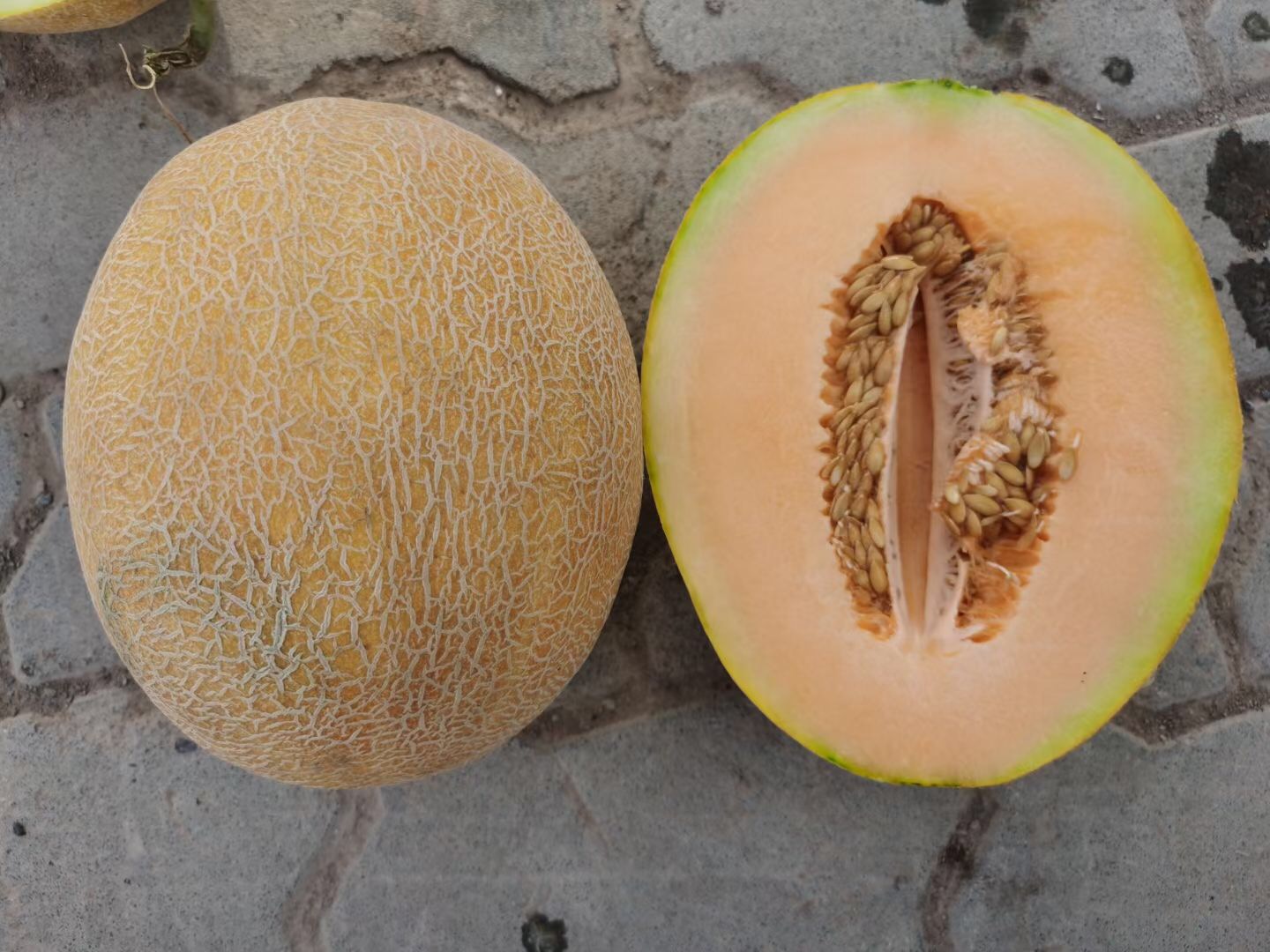 Suntoday 60-65days melon seeds(18033)