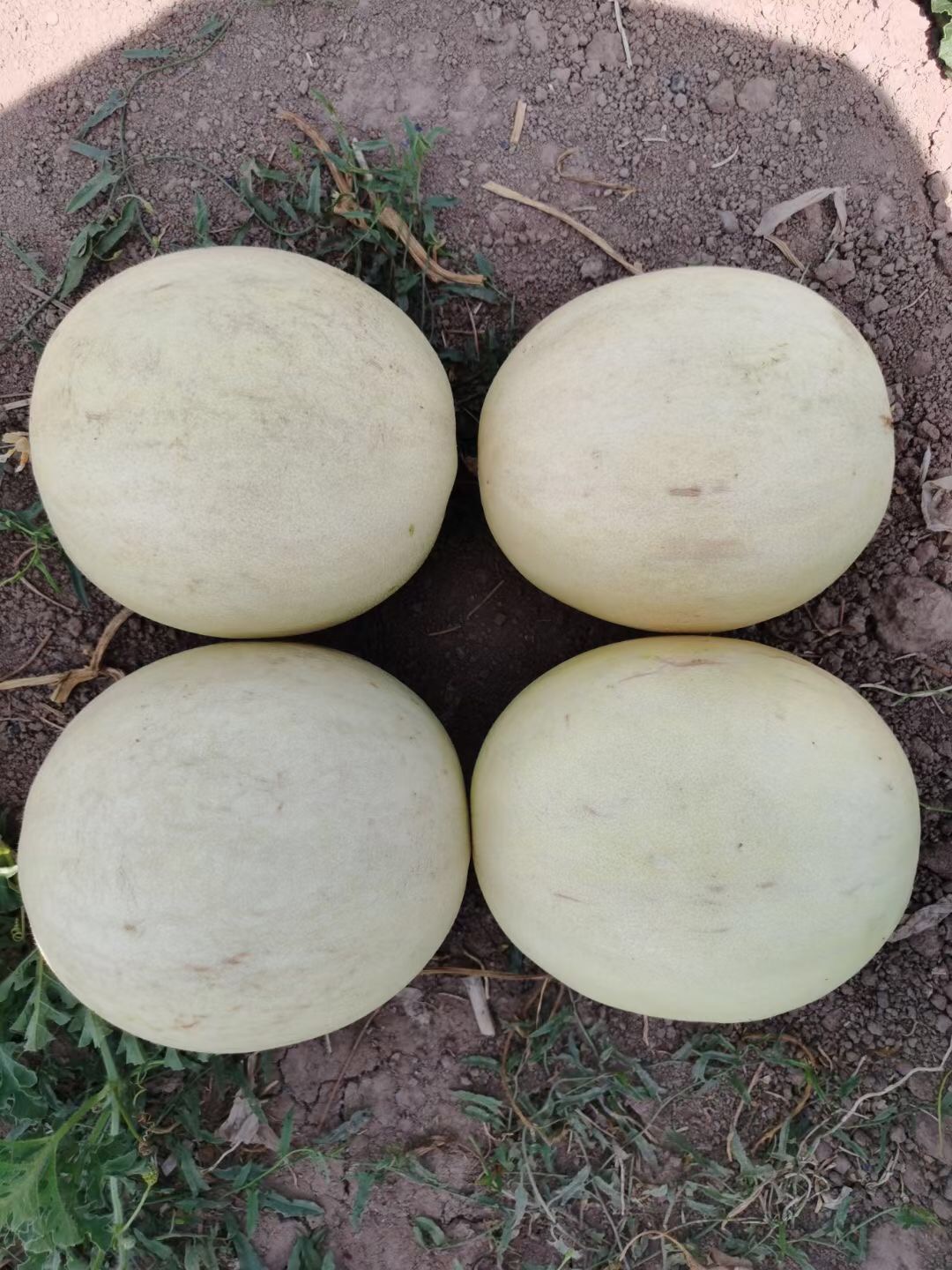 Suntoday early mature melon seeds(18040)