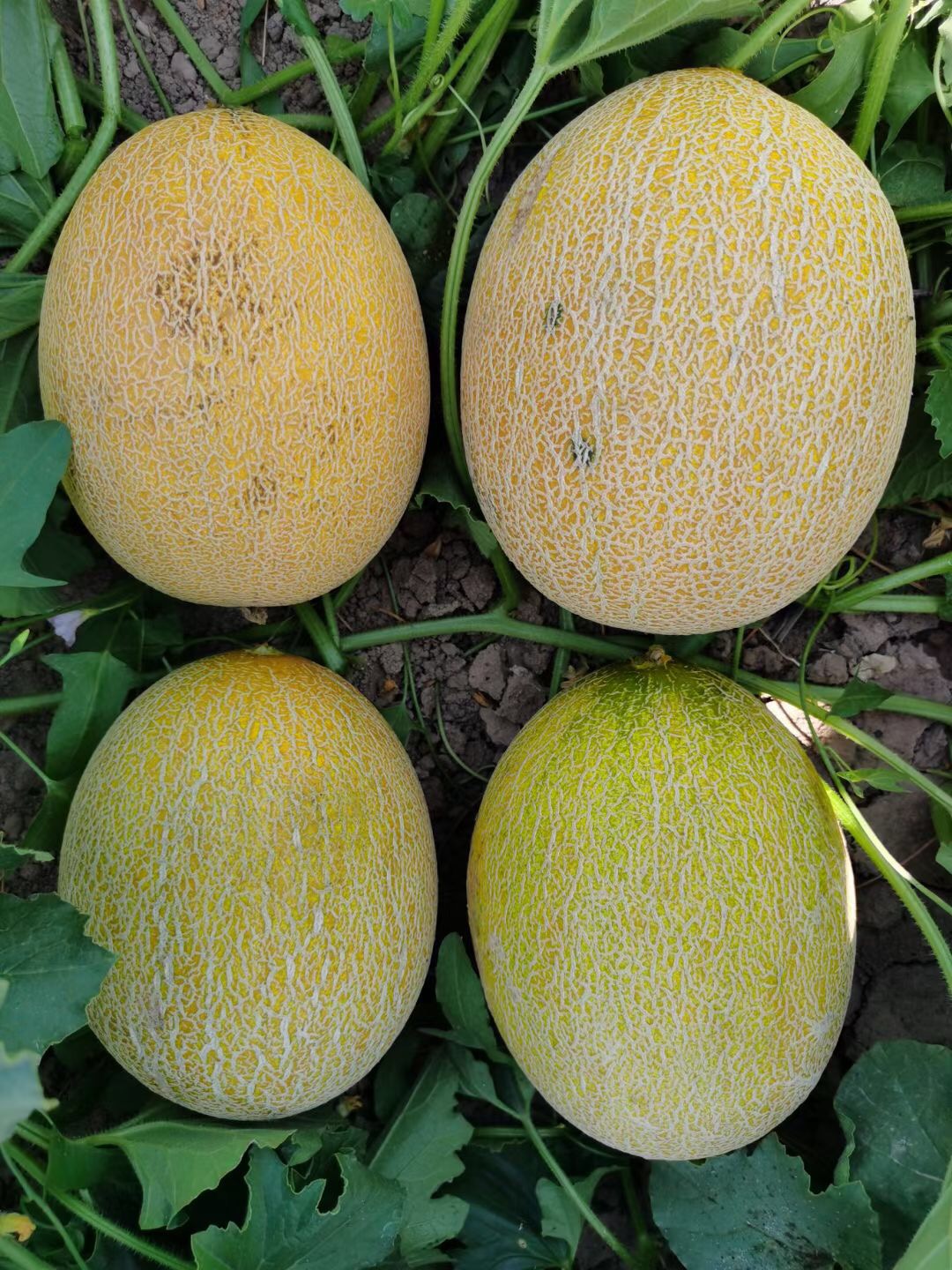 Suntoday early mature melon seeds(18041)