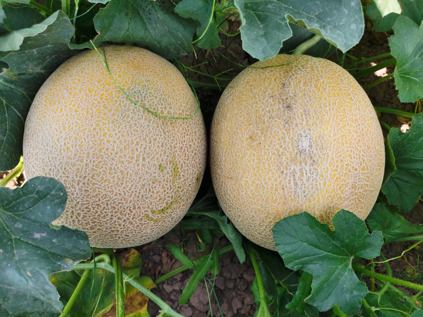 <b>Suntoday early mature melon seeds(18044)</b>