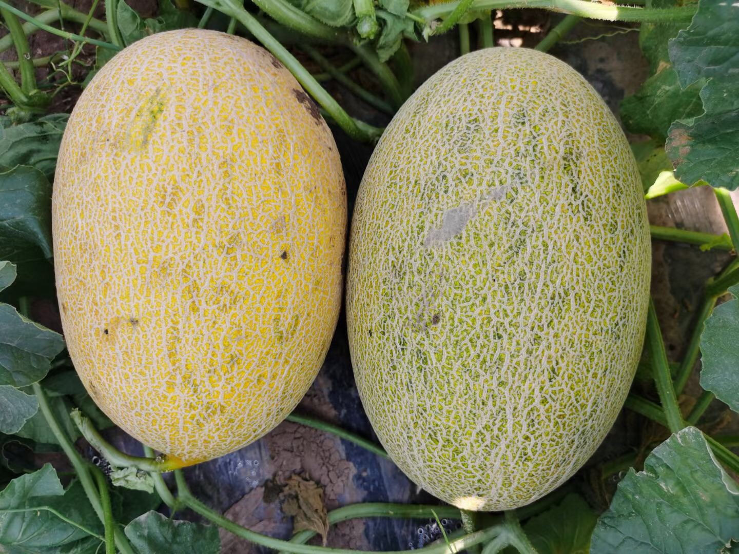 Suntoday early mature melon seeds(18045)