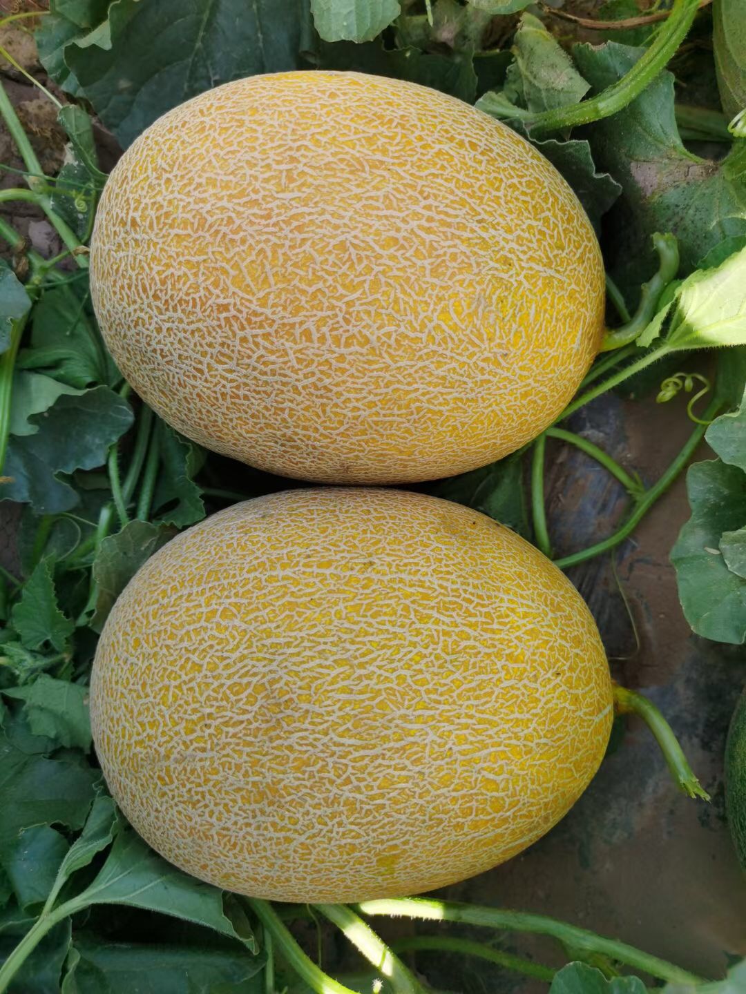 <b>Suntoday early mature melon seeds(18046)</b>