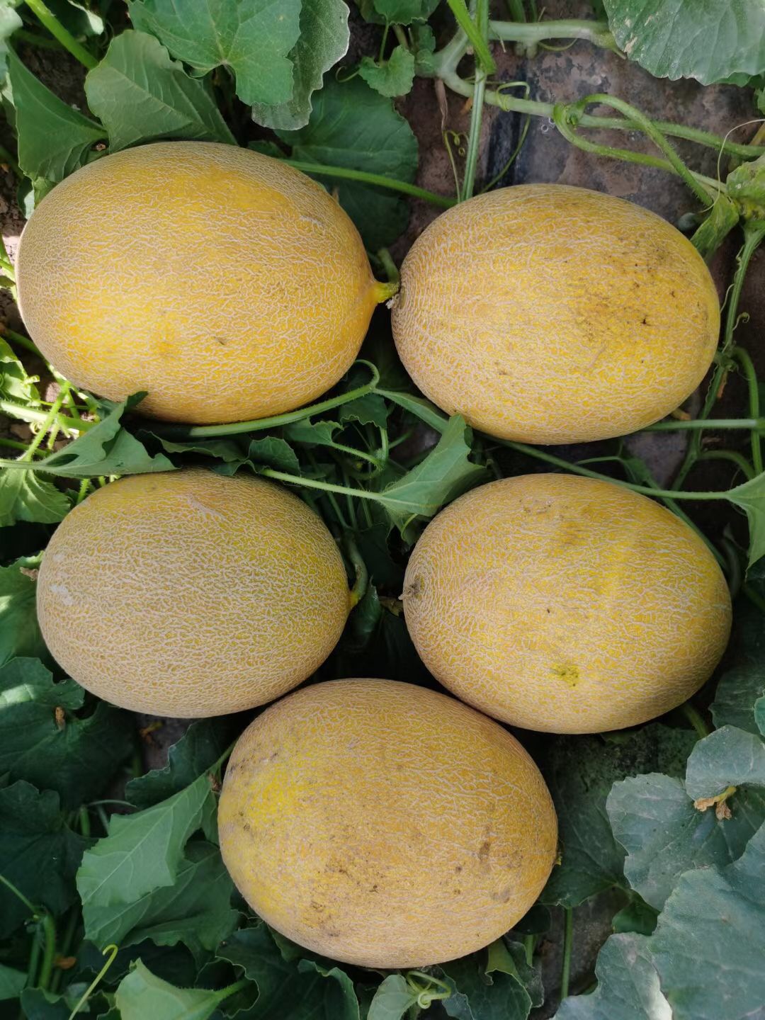 <b>Suntoday early mature melon seeds(18047)</b>