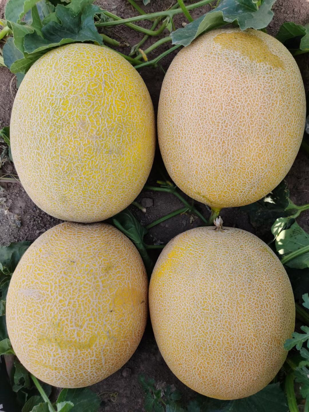 Suntoday early mature melon seeds(18049)