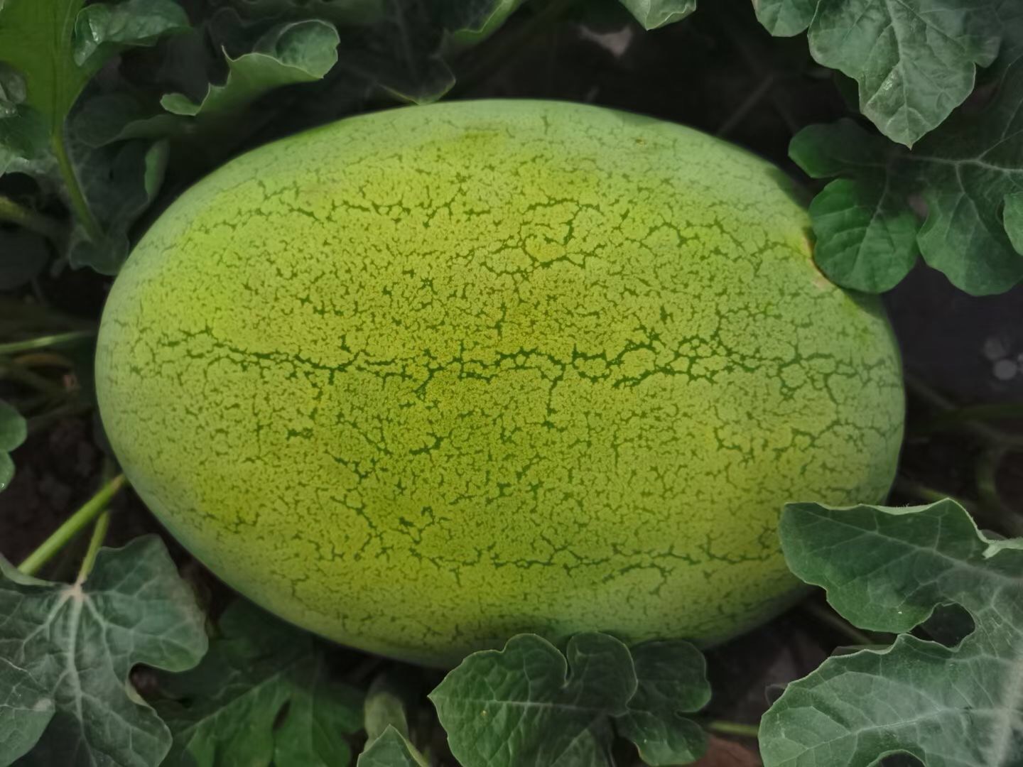 Suntoday blong watermelon seeds(11060)