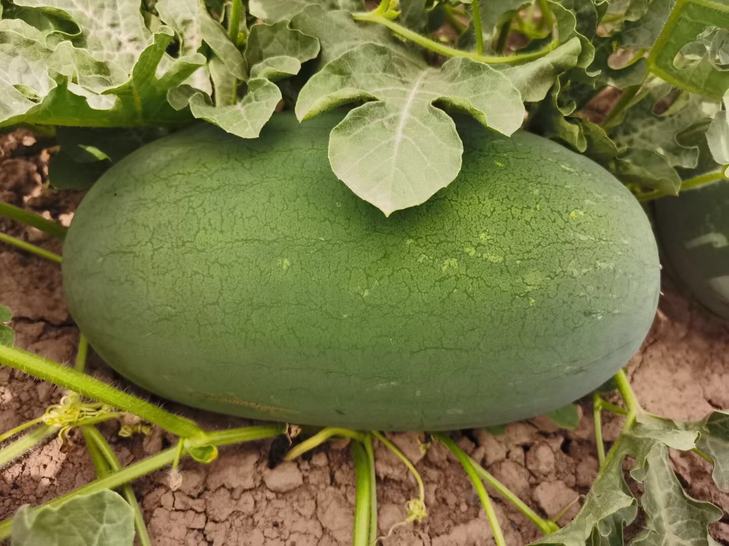 Suntoday big oblong watermelon seeds(11061)