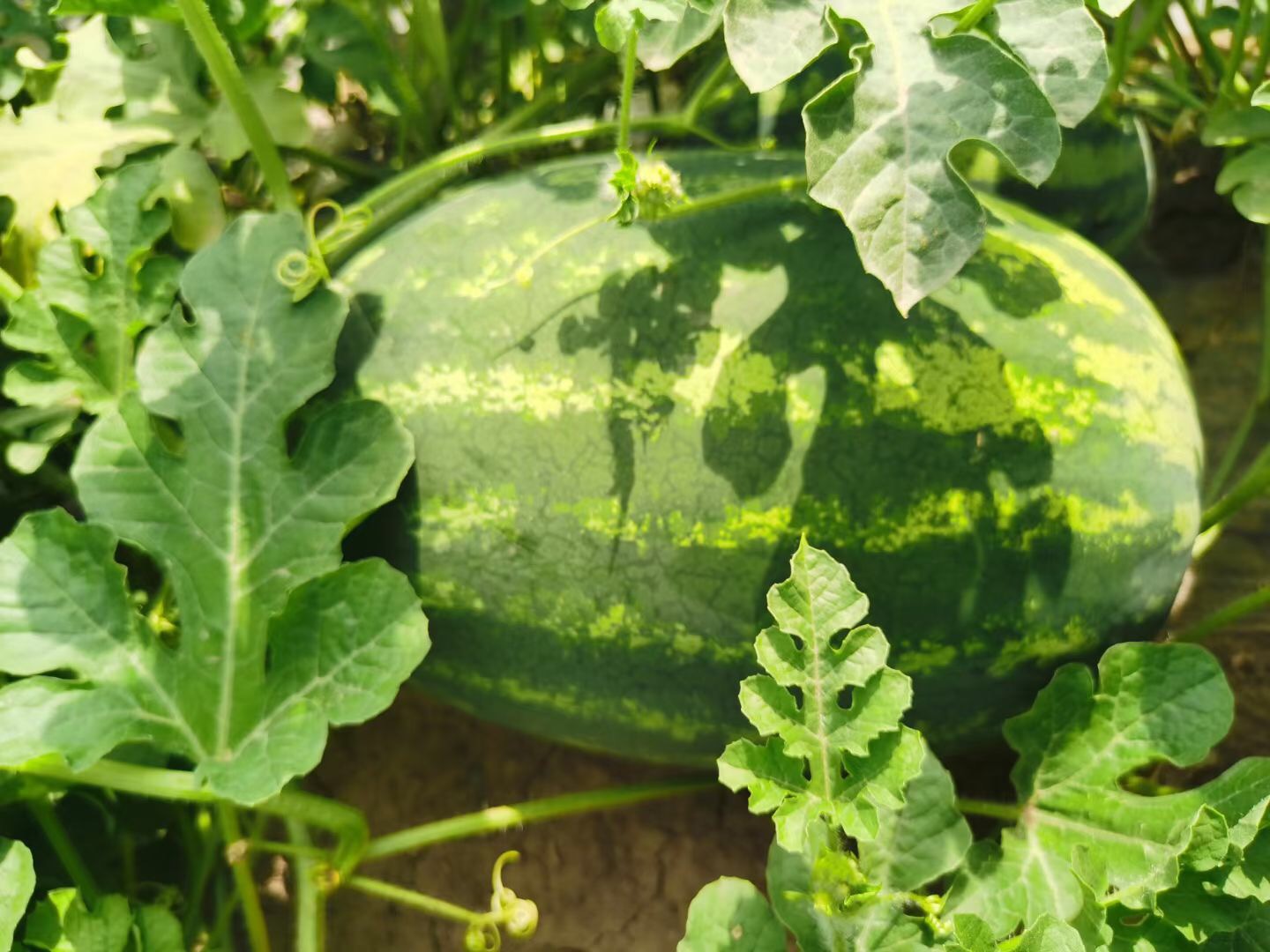 Suntoday crimson sweet watermelon seeds(11063)