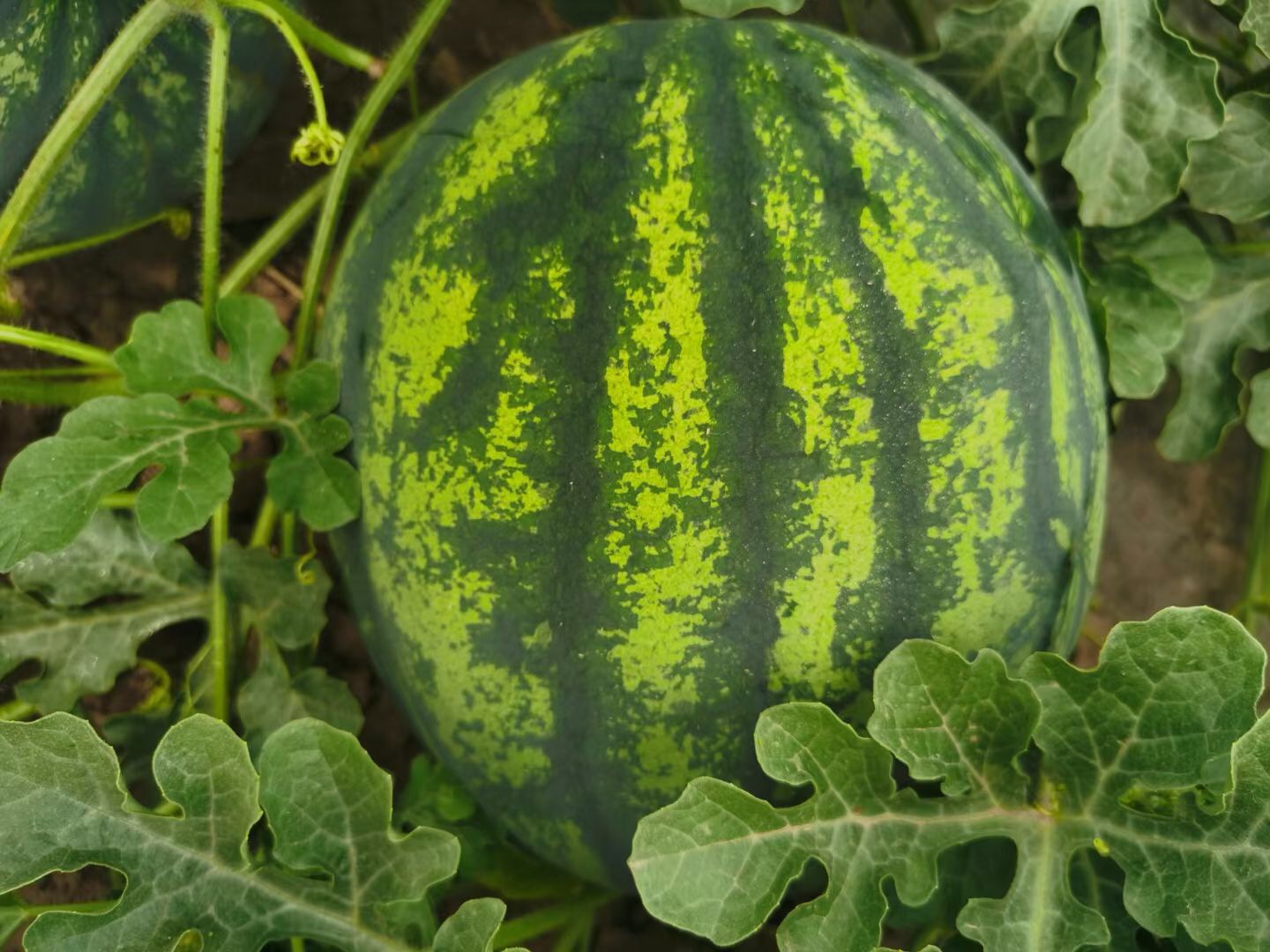 Suntoday watermelon seeds(11062)